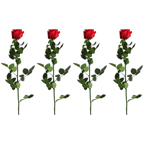 The Verdissimo 4 Pack Preserved Standard Long Stem Red Roses features four red roses with green stems and leaves, arranged in a row against a white background—ideal for indoor display.
